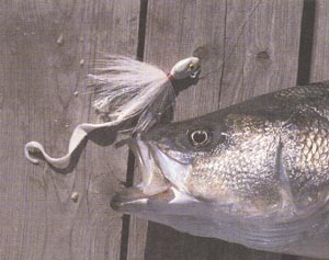 กะพงลาย Striped Bass
(ภาพ: The world atlas of saltwater fishing, 1990) 