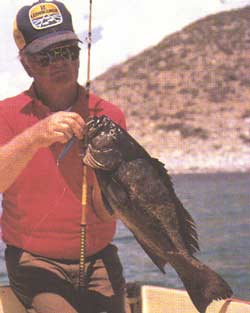 Cabrilla ปลากองหินแถบ Mexico
(ภาพ: The world atlas of saltwater fishing, 1990)  