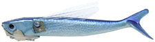 YO-ZURI FLYING FISH