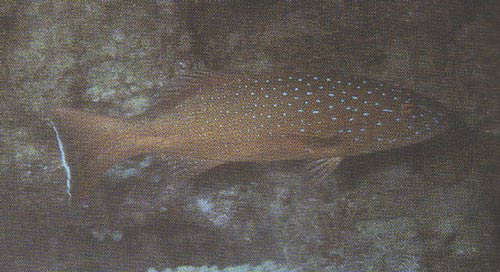 หรือไม่ก็ตัวนี้ครับ
ฺBar-Cheeked Coral Trout (Plectropomus maculatus) 
ลักษณะเด่น: ขีดสีฟ้าบริเวณแ