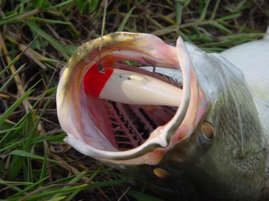 นี่คงเป็นสาเหตุที่ปลาตัวนี้โดดบ่อย ครั้งมากด้วยอ่ะครับ ดูดิ่ เข้าไปขวางลำอยู่เต็มปากเลยครับ 