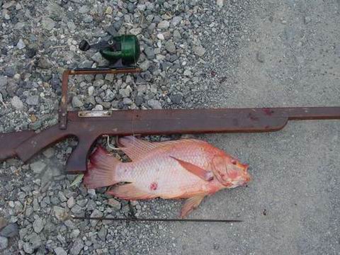 และนี่ครับ อาวุธ ที่อาจารย์ใช้ "หาปลา" ในวันนี้ครับ ปืนที่ด้วยไม้ เซาะร่องให้พอดีกับ ลูกดอกลวดเป็น