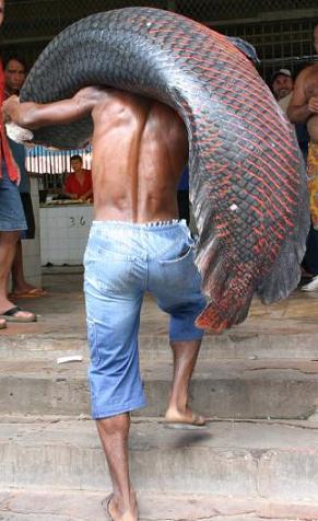เป็นปลาจากแม่น้ำอเมซอนครับ