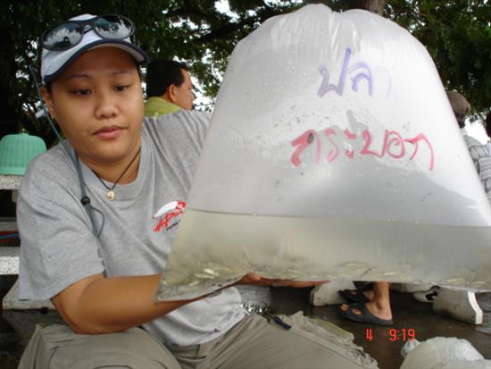 นี่สิ ที่ป่มแปลกใจที่สุด ปลากระบอก ไม่แน่ใจว่ามันคือปลากระบอกน้ำเค็ม รึ น้ำกร่อย อย่างที่เราๆ เคยเห็