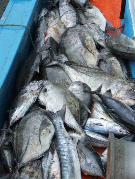 ปลากระมงไซน์7-15โลได้10กว่าตัว ปลาเยลโล่ฟินประมาณ6ตัว ปลาโอนับไม่ถูก