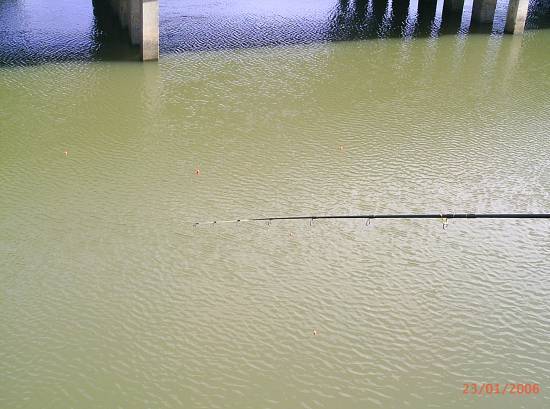   การตกจะปล่อยเหยื่อให้ลอยตามน้ำ โดยมีทุ่นลอยเป็นตัวพยุงกำหนดความลึกราว 2 เมตร ปล่อยไปพอใกล้ถึงสะพาน