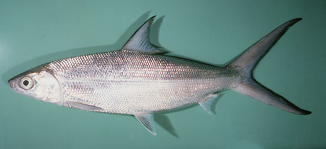 น่าตีฟลายจริงๆ เลยครับน้าเล็ก น่าจะเป็นปลา Milkfish ครับ ข้อมูลจากน้าโอเชี่ยนครับ http://www.flyshop