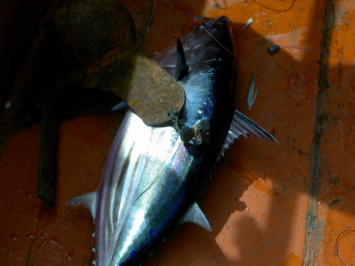 ปลาโอ  แถวไหล่ทวีป  ตัวเกือบ  3 โล   อ้วน  กลม  บ๊อง  น่ากิน