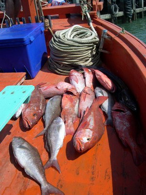 ส่วนหนึ่งของปลาที่ได้ครับ  ส่วนมากเป็นแดงเขี้ยว  สีเงินดำ กะ ปลาโอ  