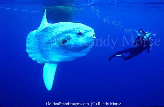  :blush: :love:...ปลาที่วางไข่มากที่สุดในโลก  คือ ปลา The ocean sunfish มันจะวางไข่คราวหนึ่งมากกว่า 