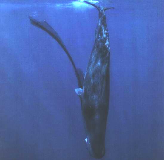  :blush: :love:..วาฬที่ดำน้ำได้ลึกที่สุดในโลก  คือ  Sperm Whaleมันดำน้ำได้ลึกกว่า 6,560 ฟุต และกินเว