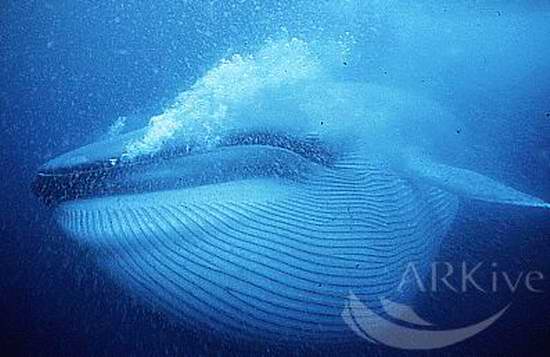  :blush: :love:...สัตว์น้ำที่ร้องเสียงดังที่สุดในโลก  คือ วาฬสีฟ้า (Blue Whale) วัดความดังได้ถึง 188