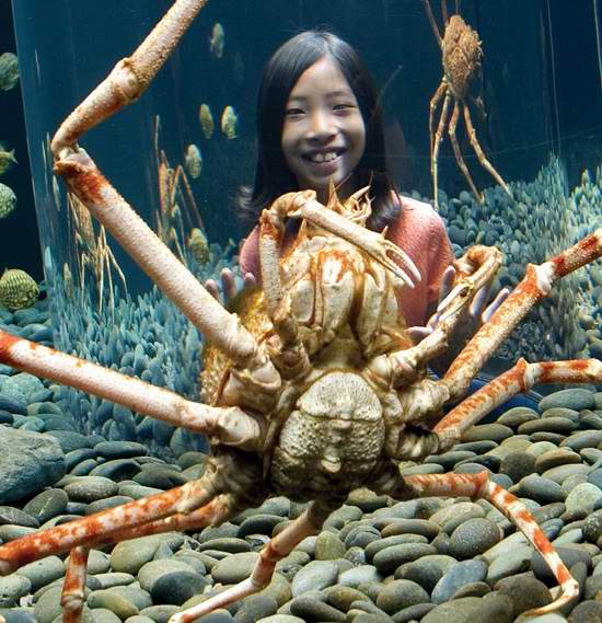  :blush: :love:..ปูที่มีก้ามยาวที่สุดในโลก  คือ ปูแมงมุมญี่ปุ่น (The Japanese spider crab) เป็นปูที่