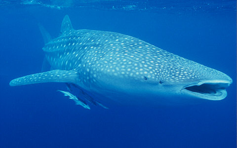 ปลาที่มีขนาดใหญ่ที่สุดในโลกคือ Whale Shark :cheer: :cheer: :cheer: :cheer: