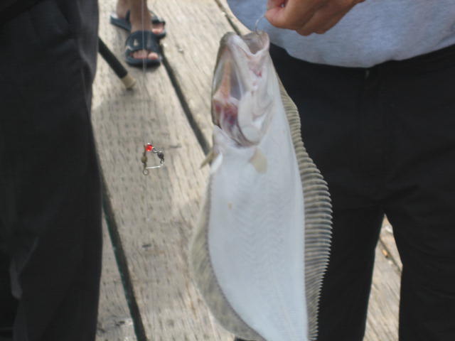 ปลา Halibut นั่นเอง แต่ยังเล็กอยู่ ถ้าโตเต็มที่ คง 100 Lbs up  เหมือนปลาตาเดียวบ้านเราอะ แต่ตัวมันให