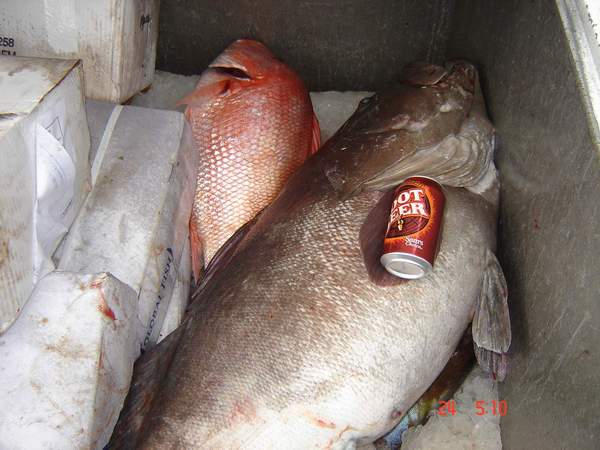 ปลาที่ตกได้ถ้ามีขนาดใหญ่เกินกว่าจะใส่ถุงได้ก็ต้องเอามาแช่ไว้ในถังแช่ครับ ปลาเก๋าขนาดนี้มีอยู่สี่ตัวค