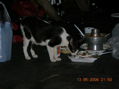 ขณะที่ชุลมุนกันอยู่แมวก็ย่องมากินกับแกล้ม  มีไครกินต่อไหมนั่น :laughing: :laughing: