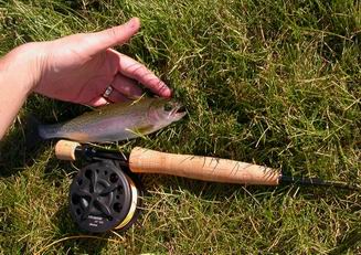 Its an 11-inch rainbow trout on a dry fry.