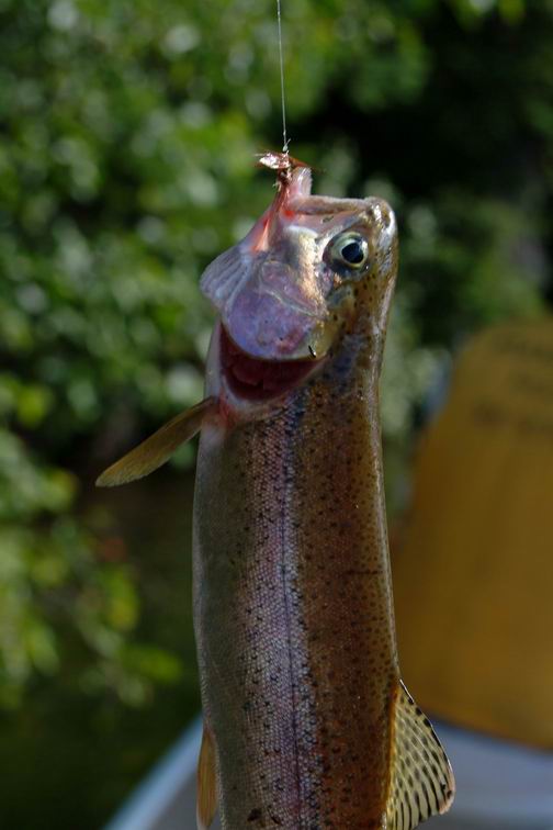 Its an 11-inch rainbow trout on a dry fry.