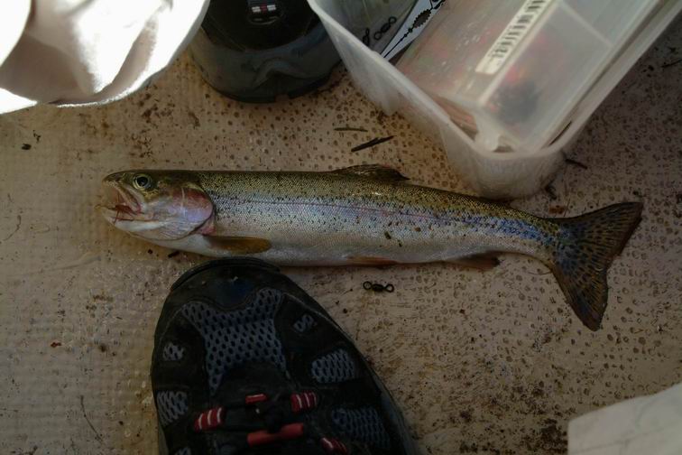 Its an 11-inch rainbow trout on a dry fry.