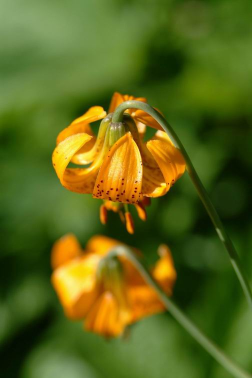 Some pretty wild flowers!