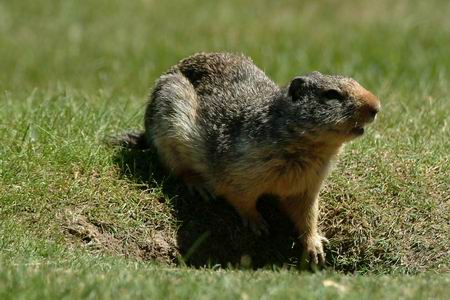 Ground squirrels, a very abundant rodent in the area. 