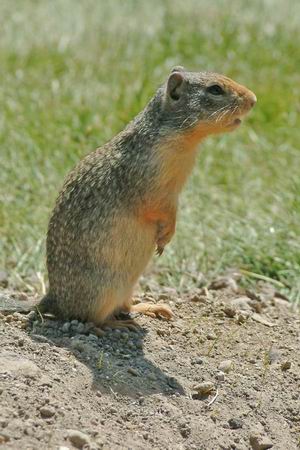 Ground squirrels, a very abundant rodent in the area. 