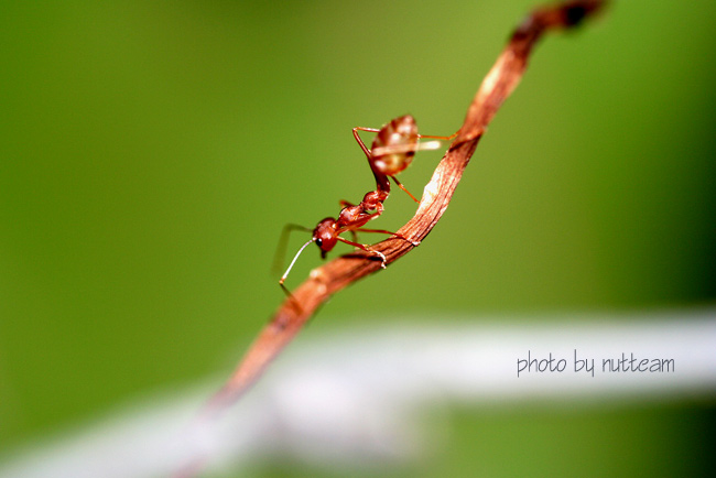 มีอีกหลายรูปครับ ถ่ายไปทั้งหมดเกือ