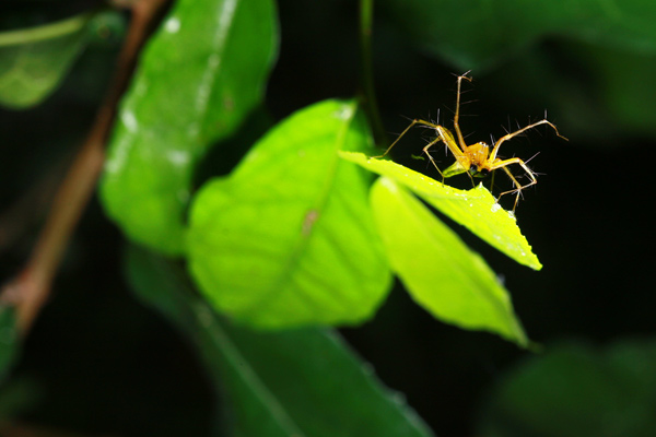 เปลี่ยนมาดู Spider มั่งเด๋วเบื่อน้องตั๊ก เอิ๊กๆๆๆๆ