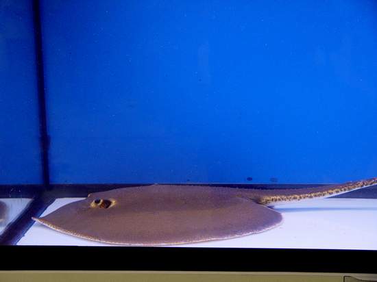 ตัวนี้เพื่อนสนิทไต๋ต่วย
ปลากระเบนสมพงษ์ครับ ปลากระเบนชนิดล่าสุดที่ถูกค้นพบ 




