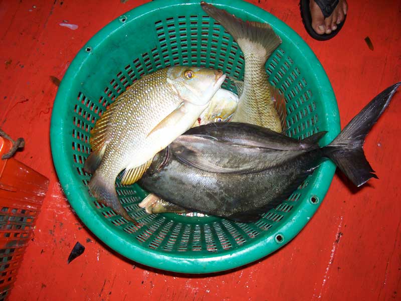 ปลาบางส่วนถูกตัดครีบ ตัดหาง เพื่อทำเครื่องหมายการครอบครอง
