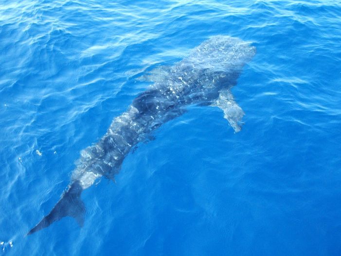     " ฉลามวาฬ " ขนาด300ถึง400โล ก็ว่ายมาข้างๆเรือให้พวกเราได้เห็น ความสวยงาม สง่างาม ของฉลามวาใ ทำให