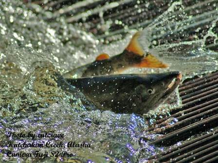 This is the picture I took at Katchakan Creek, Alaska with a Fuji S2 pro. 