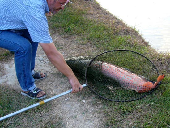 กว่า มร. ไรเนอร์ จะทุลักทุเล ยกปลาขึ้นมาบนฝั่งได้ก็ใช้เวลานานโข (ใช้งานเจ้าของบ่อด้วย ตูเนี่ย)  :lau