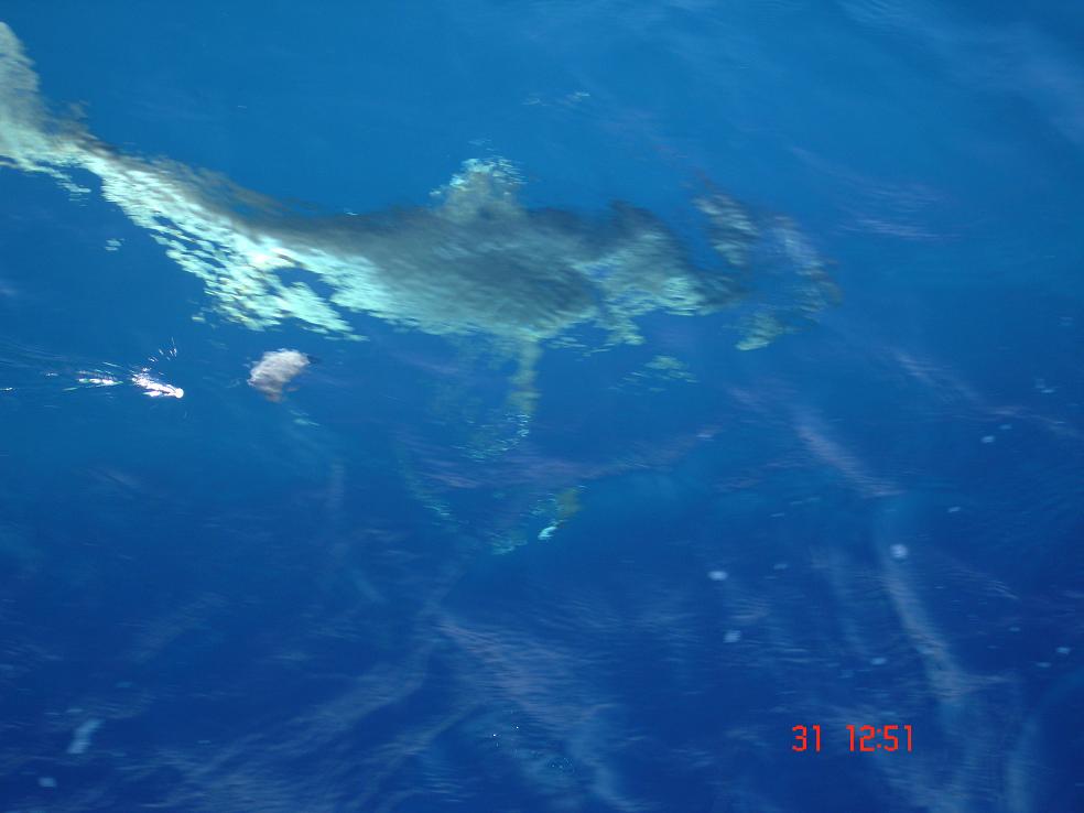 ฉลามหูขาว ถ่ายใว้ก่อนปล่อย
 :love: