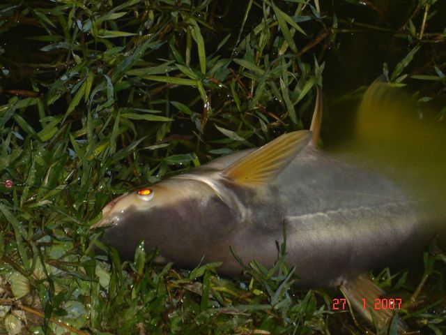 20.58....ปลาเริ่มพักครับ หาฝูงปึกไม่เจอ....อยู่หน๋ายยย หว่า....
 :spineyes: 
ก่อนที่จะได้ปลาสวายตา