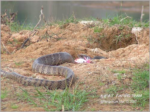 แม้กระทั่งเจ้าตัวนี้ยังไม่เว้น ยั่วมันซะเกือบเรือล่ม ดีนะ ที่มันอิ่มแล้วแล้วไม่งั้นมันคงตามเราไปตกปล