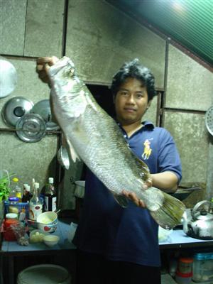 ตัวนี้เลยคับเพิ่งได้มาวันนี้ 4.2 Kg. ปลาในวังกุ้งบ่อหอย คิคิ ก็เลยจับแล่ทำลวกจิ่ม ทอดน้ำปลา หัวต้มยำ