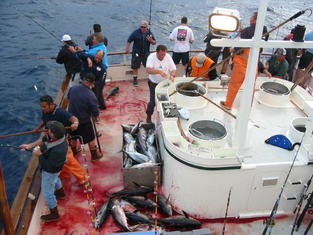 ในภาพนี้เป็นตอนที่เจอฝูง Yellowfin Tuna กินกันทั้งลำคับ