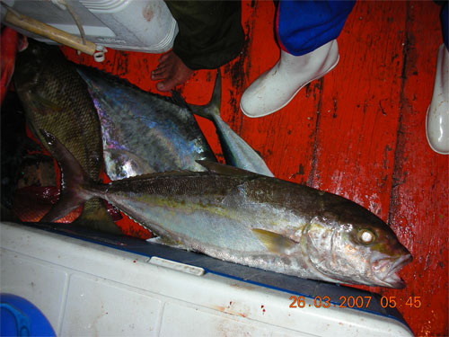 หัวรุ่ง น้องโฉมกะน้องแอม (amberjack) มาเยี่ยม เลยชวนมาเที่ยวตานีซะเลย