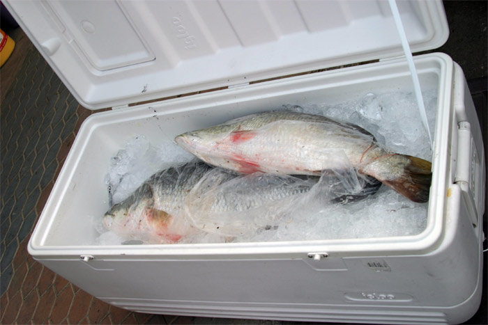 อิ๊คลู 150 คว๊อทเต็มพอดี ถุงพลาสติกพร้อมน้ำแข็งเตรียมมาจากบ้านห่อปลาก่อนแช่กลับ 48 โล มันส์สุดๆ กระเ