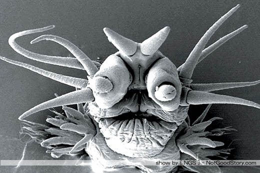 หนอนทะเล (Annelid Worm) :ohh:
หนอนทะเลเป็นสัตว์ที่อยู่ในไฟลัม แอนเนลิดา (Phylum Annelida) ไฟลัมนี้ม