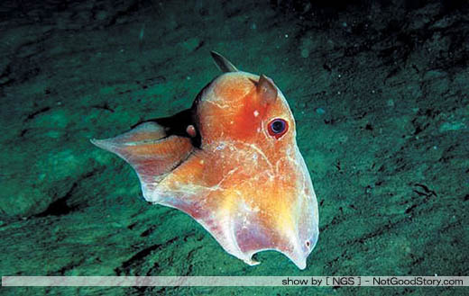 ปลาหมึกดัมโบ (Dumbo Octopus) 
ปลาหมึกดับโบเป็นปลาหมึกสปีซีส์ สโตทูธีส ไซเทนซิส Stauroteuthis syrte 