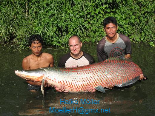 Do you have a picture of the arapaima?
Look me for example.  :grin: :cheer: