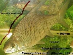 ตุ่ม หรือ ตุม : มีชื่อวิทยาศาสตร์ว่า Puntioplites bulu  มีรูปร่างเหมือนปลากระมัง เว้นแต่ก้านครีบก้นไ
