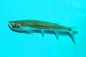 ฝักพร้า : มีชื่อวิทยาศาสตร์ว่า Macrocheilichthys macrocheilus มีลักษณะลำตัวยาวและแบนข้างคล้ายมีดดาบ 