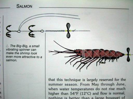 นี่ก็กุ้ง