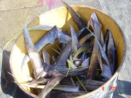 หางปลาทูน่าครับ ส่วนใหญ่ปลาทูน่าทีจับมาได้ด้วยการตกแบบนี้จะเป็นพันธุ์ Yellow fin หรือหลีบเหลืองนั่นเ