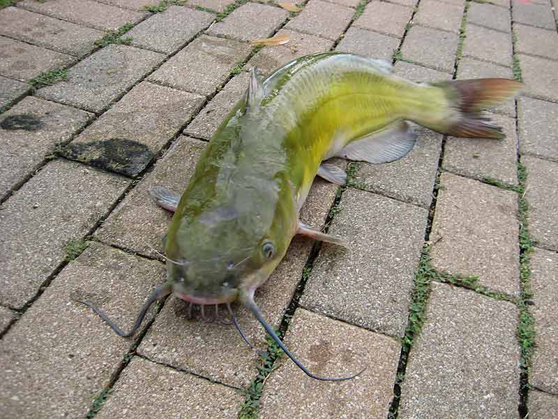 ดูกันชัดๆเลย เจ้าCatfishตัวนี้มันเหมือนปลากดบ้านเราเลย ตัวเหลืองน่ากินมาก ที่พักเป็นโรงแรมเลยต้อง Ca