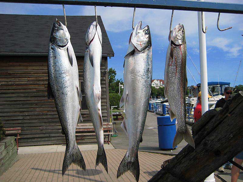 เอาใหม่ก็ได้ ด้านขวามือสุดเป็นปลาเทร้า (Lakes Trout) ส่วนที่เหลือเป็นปลาคิงแซลมอน (King Salmon) ต้อง
